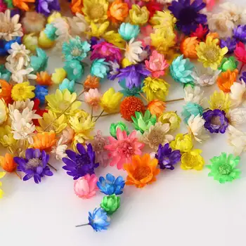200 Adet/torba Kurutulmuş Çiçek Kafa Daizy Sanat Tasarım Tırnak Malzemeleri İçin Cam Kapak Tırnak Sanat Dolum Epoksi El Sanatları DIY Yapma Sanat