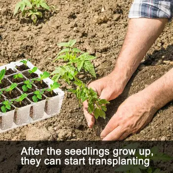 24 Delik fide saksısı Bahçe Kullanımlık Şeffaf Plastik Fide Marş Büyüme çimlenme tepsisi Ev bahçe aletleri