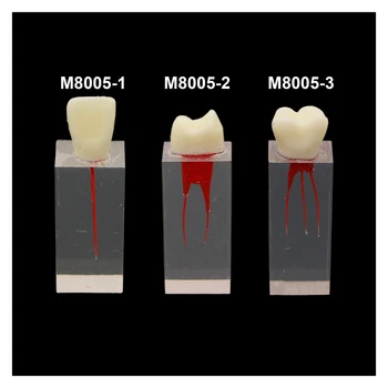 Diş Diş Modeli Endodontik Uygulama Tek 1 2 3 Kırmızı Kök Kanal M8005 Eğitim Bloğu Eğitim Demo Dosyaları Kullanım