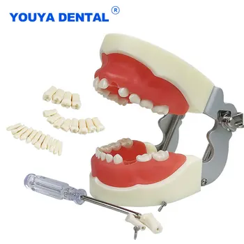 Diş Çocuk Diş Modeli Typodont Eğitim Çene Modeli İle 24 adet Çıkarılabilir Reçine Uygulama Diş Hekimi Öğrenci Öğretim Araçları