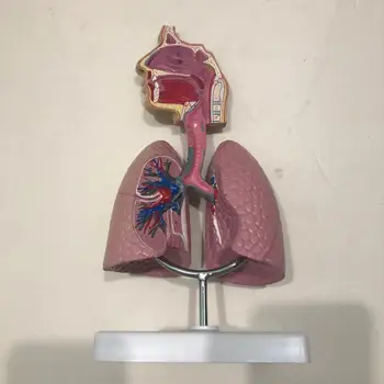 Tıbbi model beyin Solunum sistemi modeli Solunum akciğer Anatomik modeli